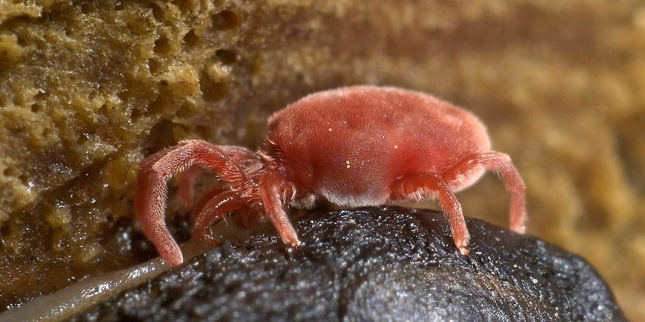 Trombidiidae razziatori di uova di opilioni e di afidi